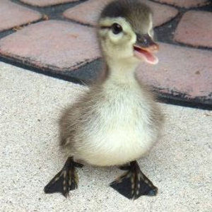 Meet your Posher, Seaira